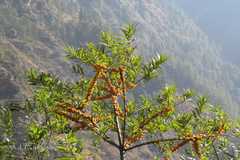 Hippophae salicifolia